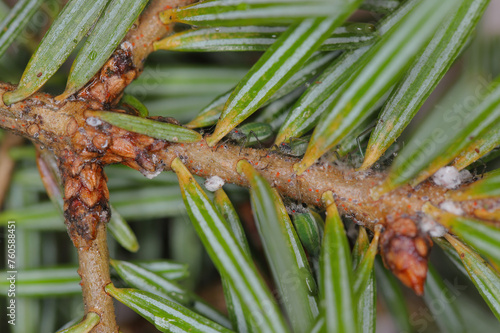 Green striped fir aphid (Cinara pectinatae) on fir (Abies alba) twig with needles. photo