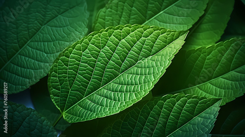 Green leaves pattern macro background