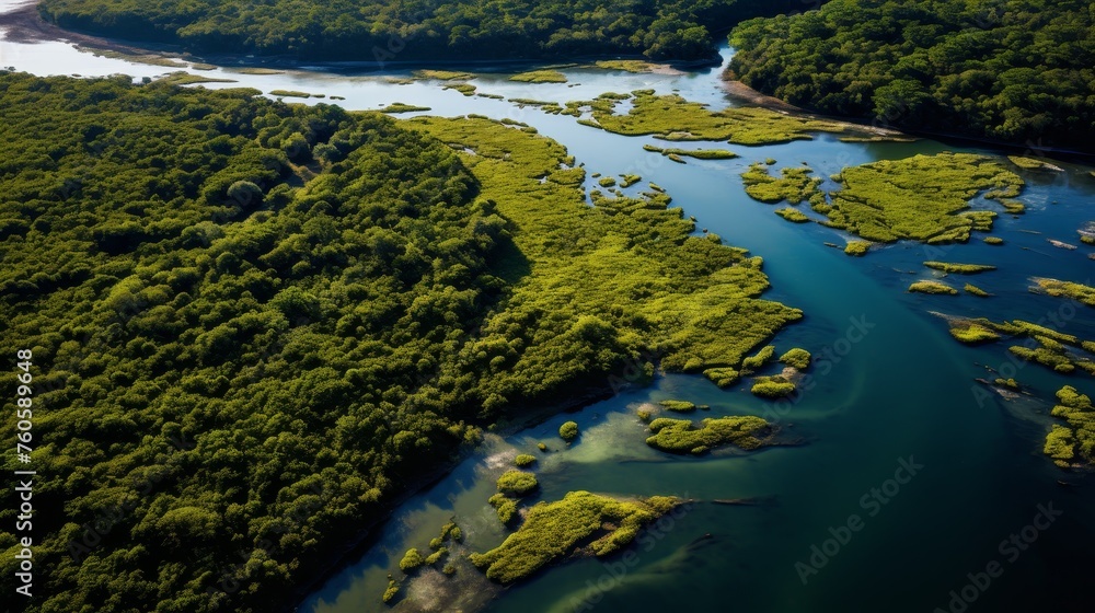 Areal view a mangrove forest 