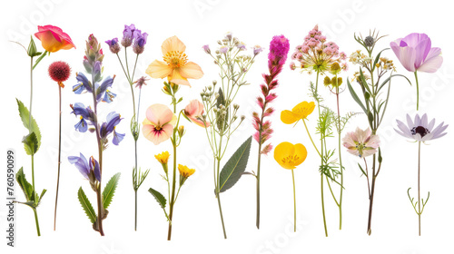 Variety of pressed flowers, Isolated on a transparent background.