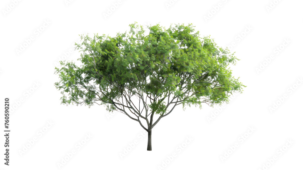 White isolated tree with leaves and branches in a natural environment
