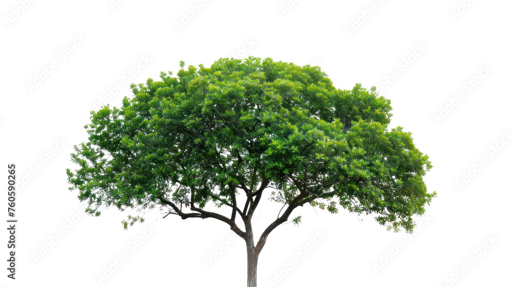 White isolated tree with leaves and branches in a natural environment White isolated tree with leaves and branches in a natural environment