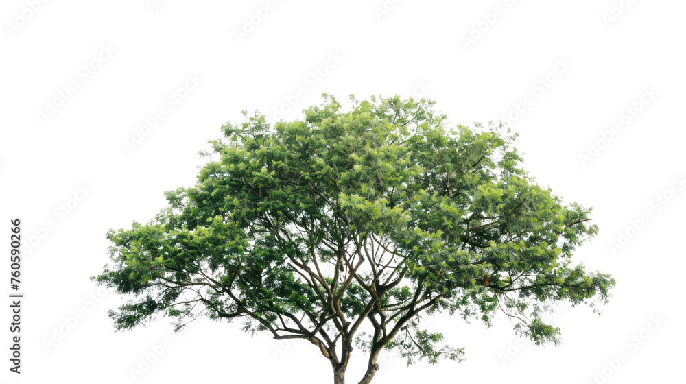 White isolated tree with leaves and branches in a natural environment White isolated tree with leaves and branches in a natural environment