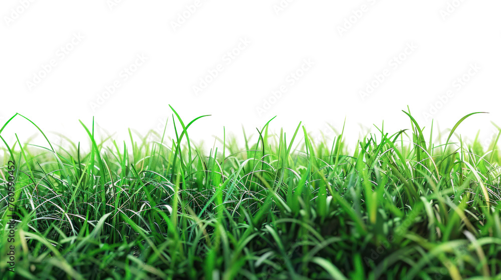 photograph of Green grass field , Isolated on a transparent background. photograph of Green grass field , Isolated on a transparent background.