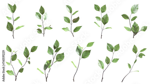 set of branch with leaves  Isolated on a transparent background.