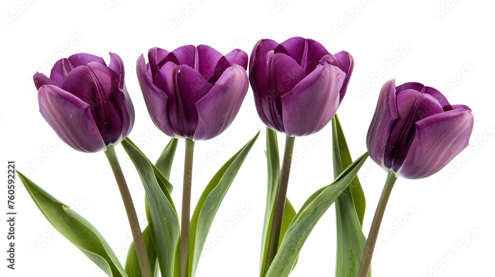 purple tulips It represents the beauty of spring and nature. Isolated on a transparent background. purple tulips It represents the beauty of spring and nature. Isolated on a transparent background.