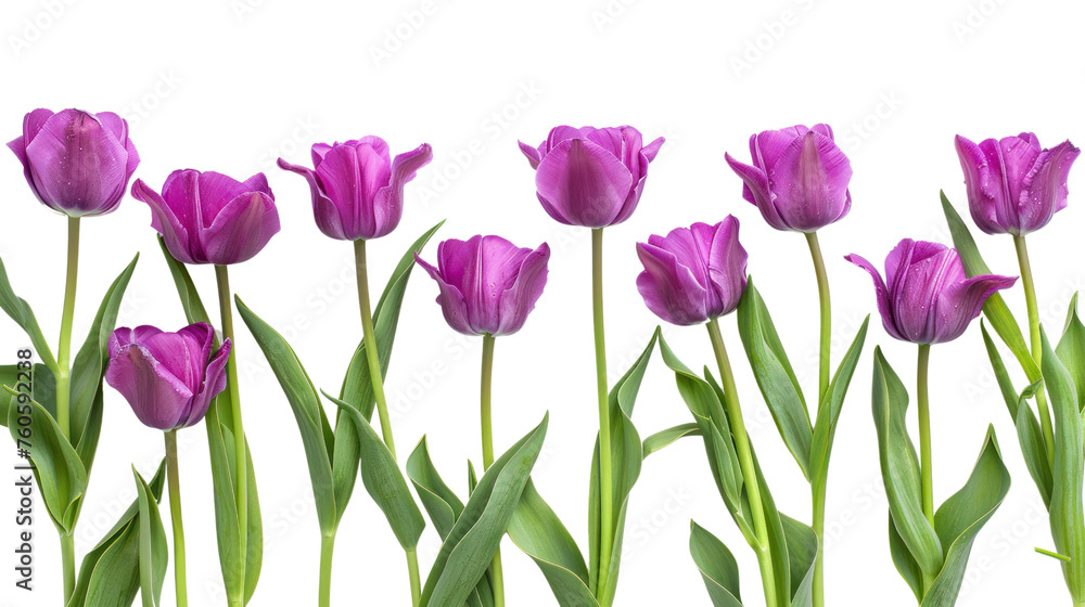 purple tulips It represents the beauty of spring and nature. Isolated on a transparent background. purple tulips It represents the beauty of spring and nature. Isolated on a transparent background.