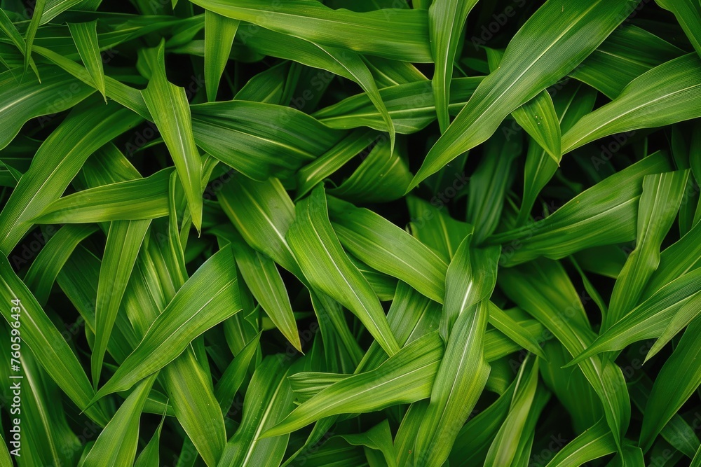 Green Nature Background with Corn Leaves in Field. Summer or Spring Plant Maize Leaf Texture in Grass Field Green Nature Background with Corn Leaves in Field. Summer or Spring Plant Maize Leaf Texture in Grass Field