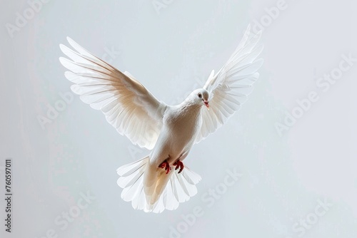 Isolated White Dove in Free Flight - Pigeon with Feathers Flying against Neutral Background