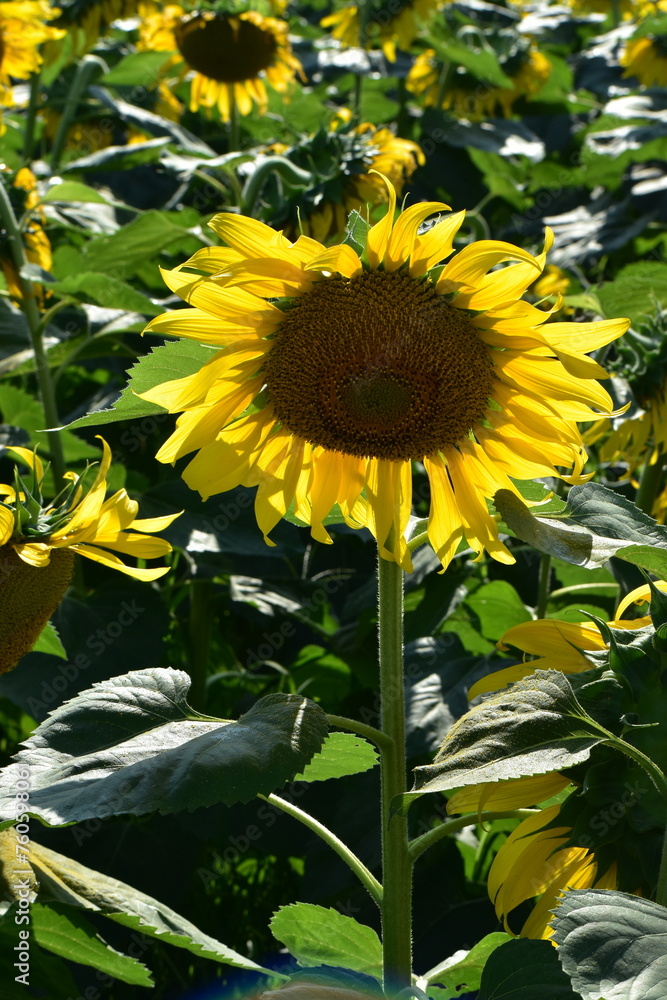 Obraz premium Field of sunflowers and bees