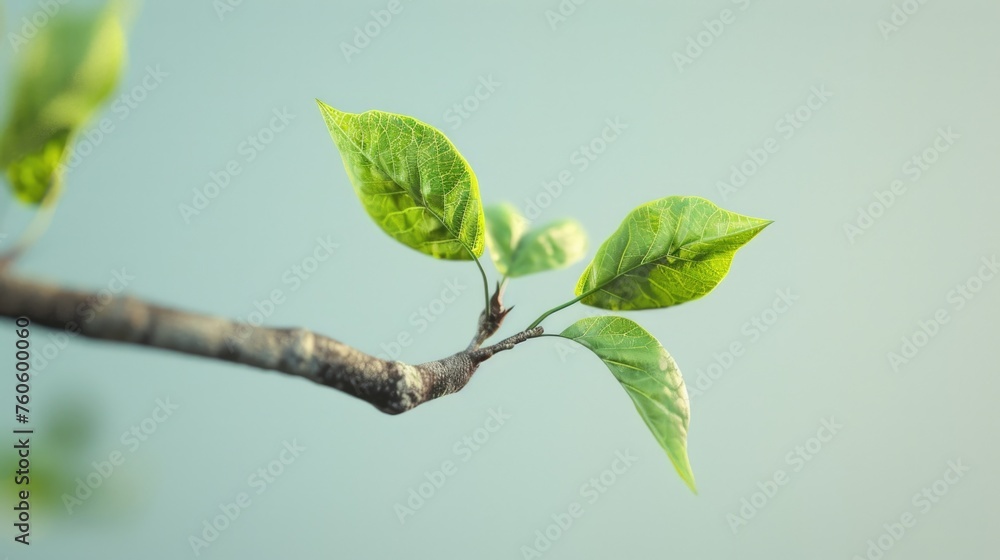 A branch of a tree with green leaves. Suitable for nature and environment concepts A branch of a tree with green leaves. Suitable for nature and environment concepts