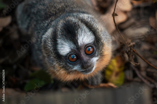 Photography Adorable three-striped night monkey curiously looking up