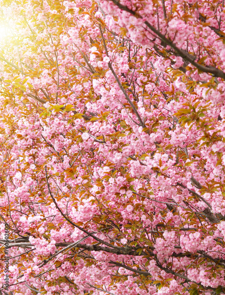 Fototapeta premium Tree with pink Cherry flowers. Selective focus during spring blossoms Sakura