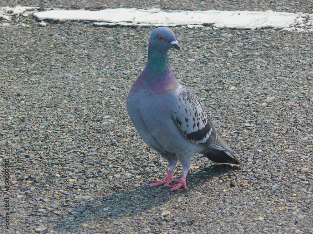 Obraz premium 駐車場の鳩。
