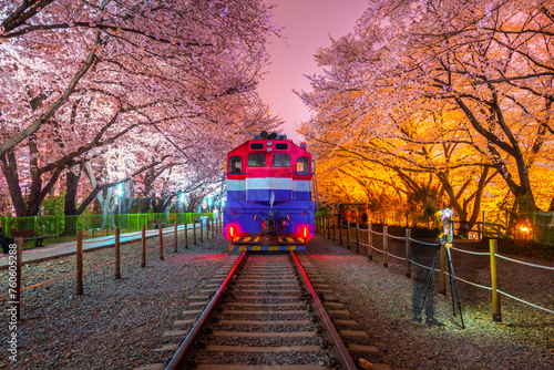 Cherry blossom and train in spring at night It is a popular cherry blossom viewing spot, jinhae, South Korea.