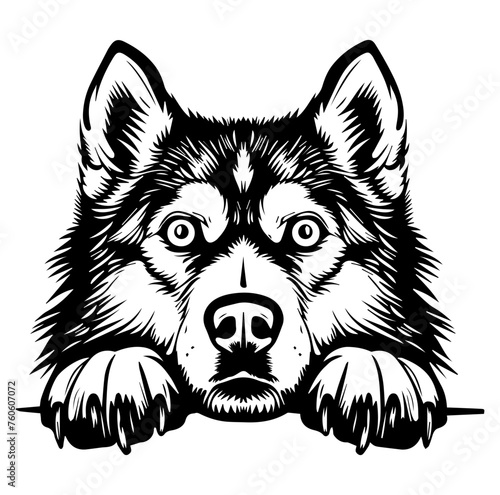 Alaskan Malamute dog face peeking over front paws vector illustration