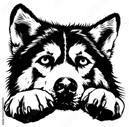 Alaskan Malamute dog face peeking over front paws vector illustration