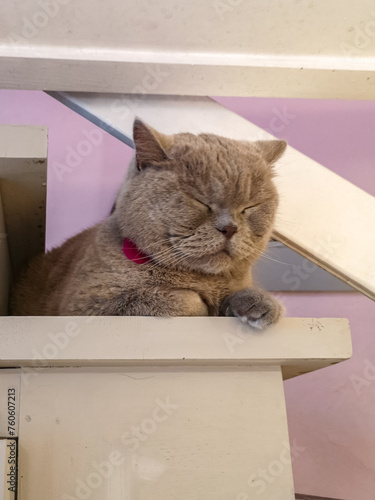 Beautiful gray british cat lying on old white wooden stairs in small cafe (ID: 760607213)