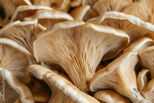 Detailed close up of a bunch of mushrooms. Perfect for nature and food related projects