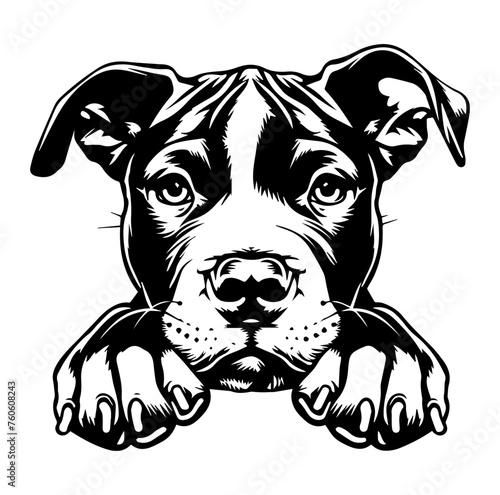 American pit bull dog face peeking over front paws vector illustration