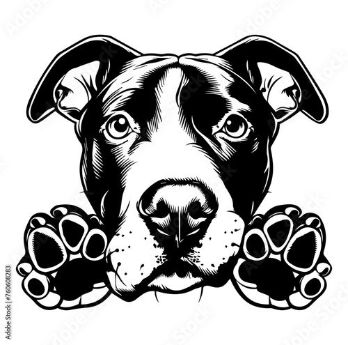 American pit bull dog face peeking over front paws vector illustration