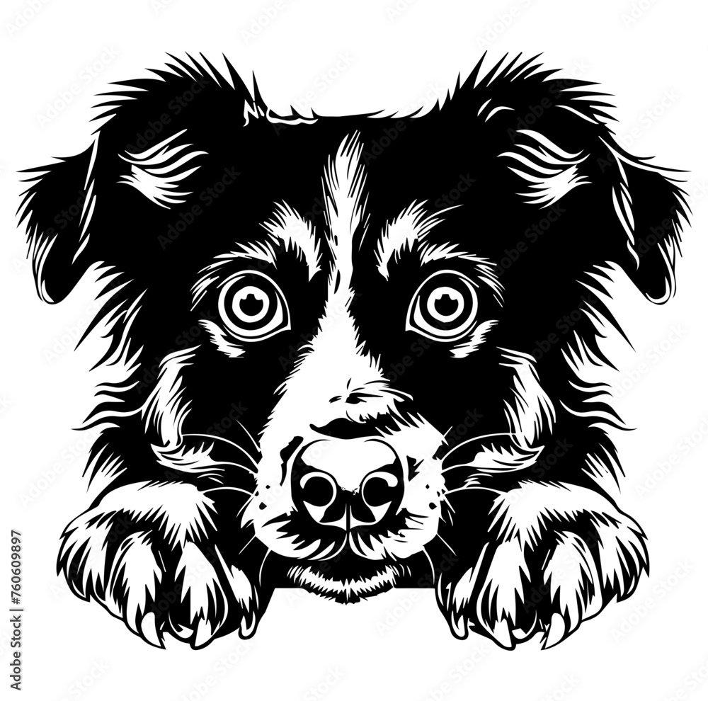 Australian Shepherd dog face peeking over front paws vector illustration Australian Shepherd dog face peeking over front paws vector illustration