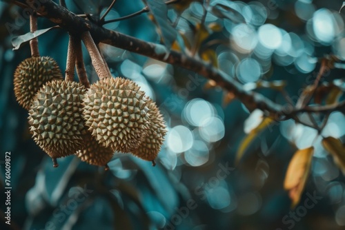 Durian fruit hanging on a tropical tree with thorns and lush nature