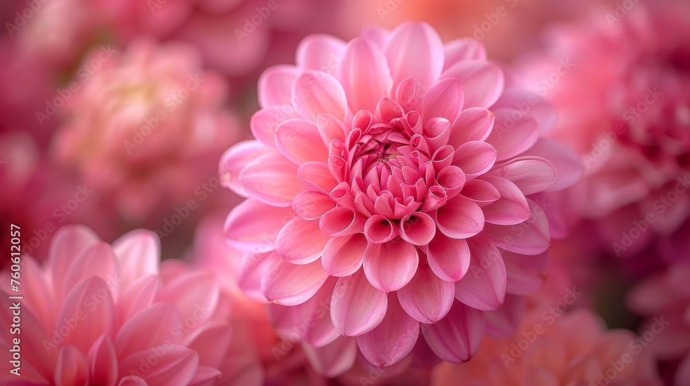 a close up of a pink flower with lots of other flowers in the background and a blurry image of the center of the flower. a close up of a pink flower with lots of other flowers in the background and a blurry image of the center of the flower.