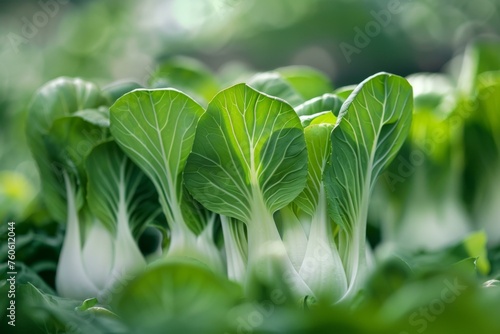 Bok choy vegetable farm with green leaves reflecting fresh organic produce and agriculture photo