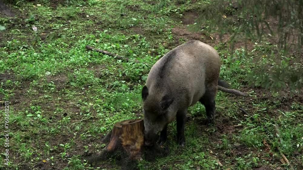 Wild Boar Scratches Its Nose in the Forest Against a Stump. The Wild boar, or the Wild Swine,Common Wild Pig, Eurasian Wild Pig, Wild Pig, is a Suid Native to Eurasia and Africa. Wild Boar Scratches Its Nose in the Forest Against a Stump. The Wild boar, or the Wild Swine,Common Wild Pig, Eurasian Wild Pig, Wild Pig, is a Suid Native to Eurasia and Africa.