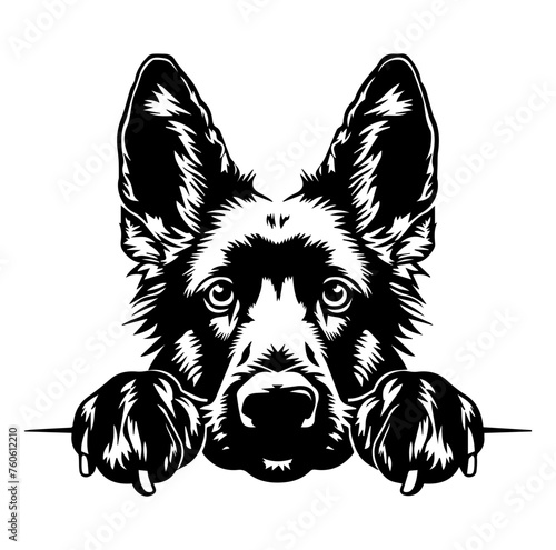 belgian shepherd dog face peeking over front paws vector illustration