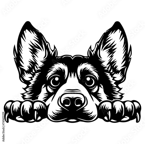 belgian shepherd dog face peeking over front paws vector illustration