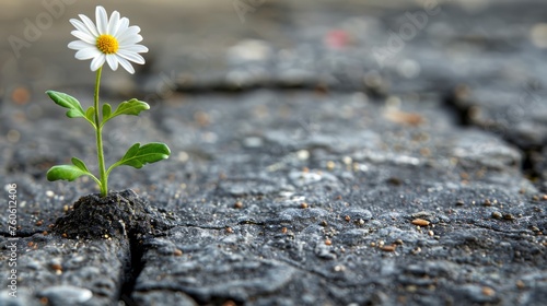  a small white flower sprouting out of a crack in a concrete surface with dirt and grass growing out of it. © Jevjenijs