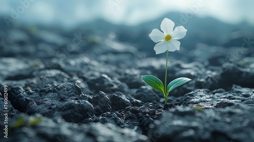  a single white flower sitting on top of a pile of black rocks with a green leaf sticking out of it's center.