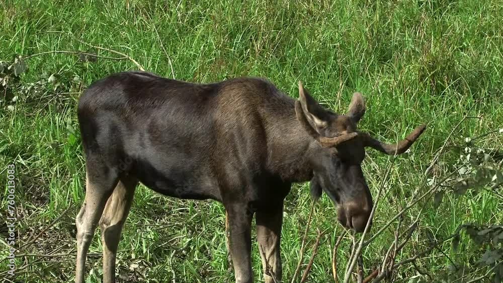 Moose with Small Antlers Eating Leaves from a Bush in a Meadow. The Moose or Elk (Alces alces), is the World's Tallest, Largest and Heaviest Extant Species of Deer. Moose with Small Antlers Eating Leaves from a Bush in a Meadow. The Moose or Elk (Alces alces), is the World's Tallest, Largest and Heaviest Extant Species of Deer.