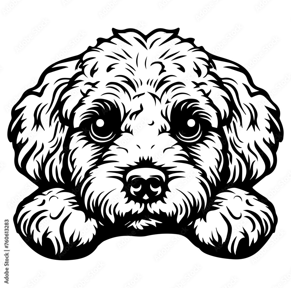 Bichon Frise dog face peeking over front paws vector illustration Bichon Frise dog face peeking over front paws vector illustration