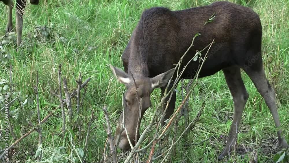 Cow Moose Eating Leaves from a Bush in a Meadow. The Moose or Elk (Alces alces), is the World's Tallest, Largest and Heaviest Extant Species of Deer. Cow Moose Eating Leaves from a Bush in a Meadow. The Moose or Elk (Alces alces), is the World's Tallest, Largest and Heaviest Extant Species of Deer.