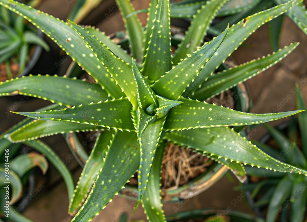 Spiral aloe vera closeup background