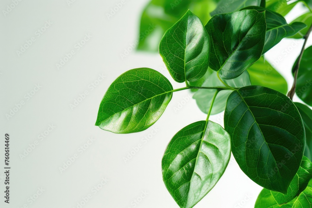 Fototapeta premium Close up of a plant with vibrant green leaves, suitable for nature concepts