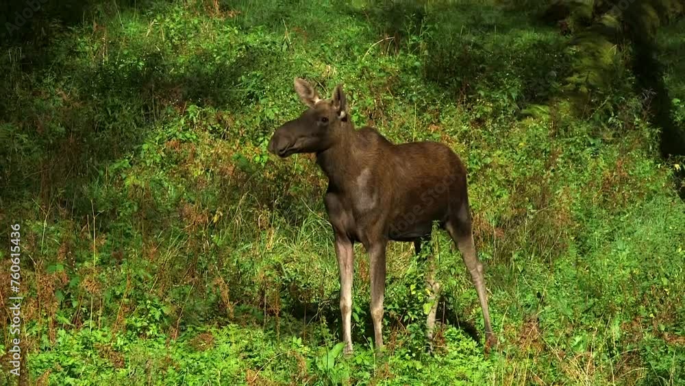 Young Cow Moose Walking in a Forest Meadow. The Moose or Elk (Alces alces), is the World's Tallest, Largest and Heaviest Extant Species of Deer. Young Cow Moose Walking in a Forest Meadow. The Moose or Elk (Alces alces), is the World's Tallest, Largest and Heaviest Extant Species of Deer.