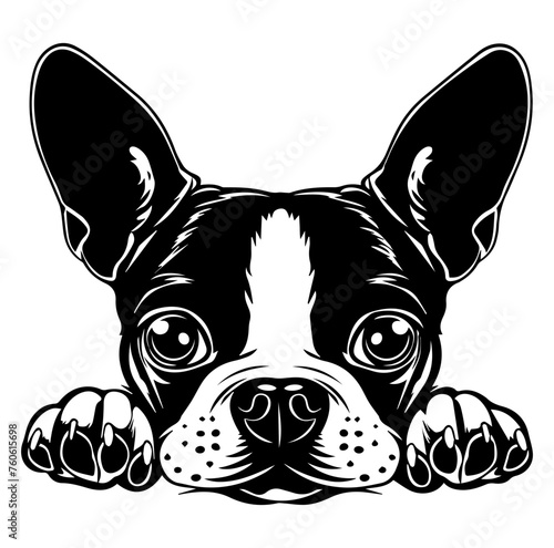 Boston Terrier dog face peeking over front paws vector illustration