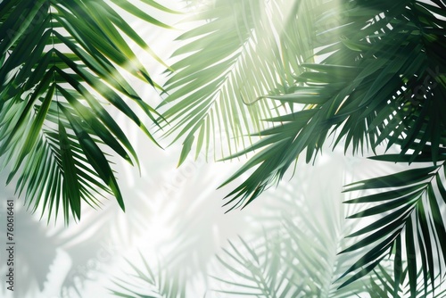 Bright sunlight shining through tropical palm tree leaves. Perfect for travel brochures or nature websites #760616461