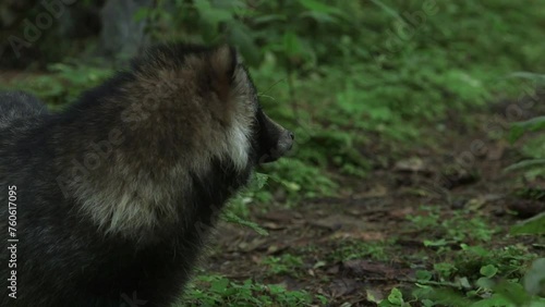 Common Raccoon Dog Stands in the Forest and Looks Around, then Runs Away. The Common Raccoon Dog is a Small, Heavy-set, Fox-like Canid Native to East Asia. They Feed on Animals and Plants.