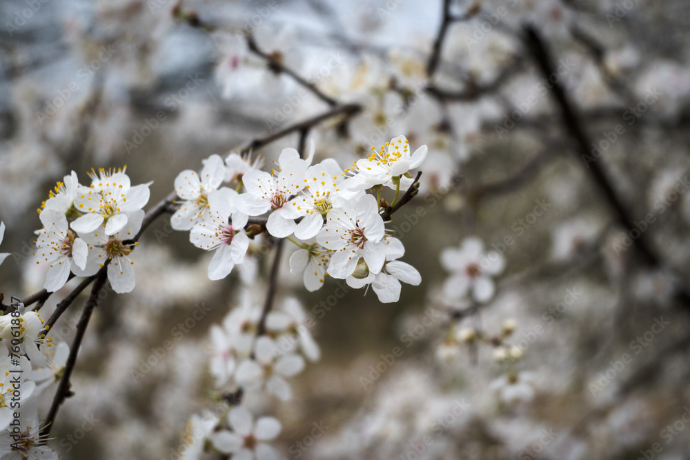 Pierwsze kwitnące krzaki na wiosnę. - obrazy, fototapety, plakaty 