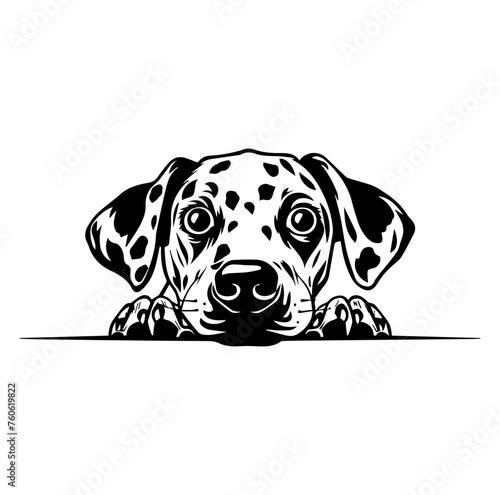 Dalmatian dog face peeking over front paws vector illustration