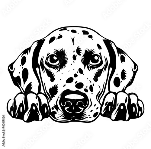 Dalmatian dog face peeking over front paws vector illustration