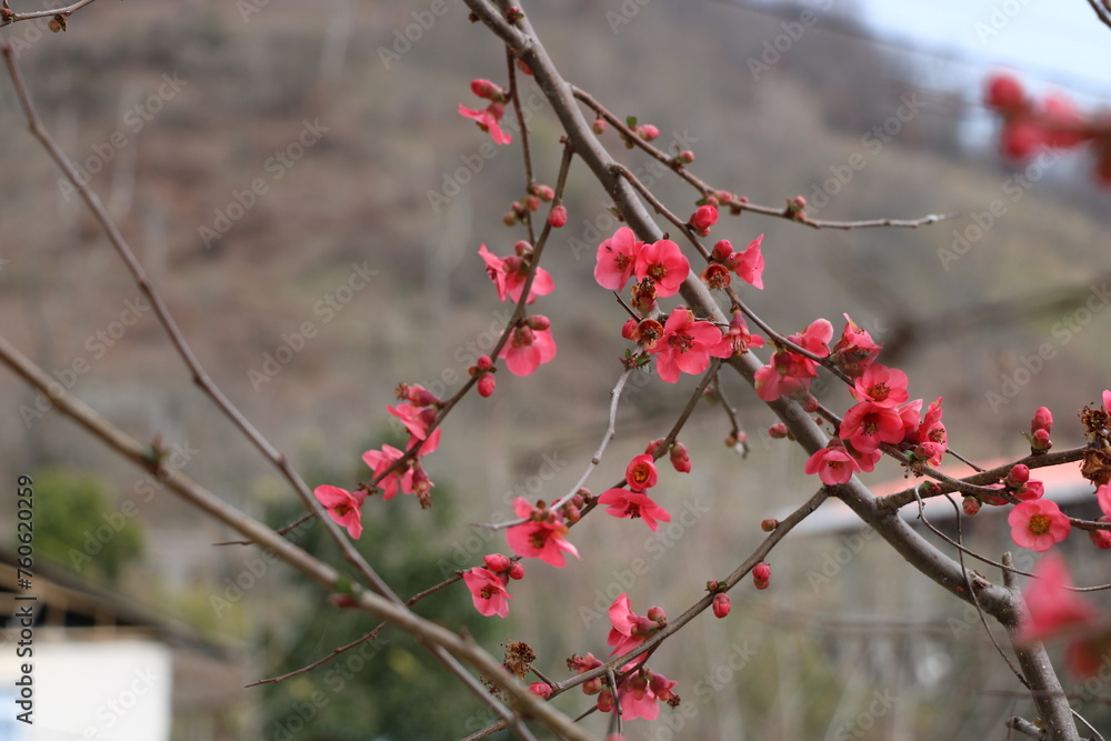 red flower on a branch