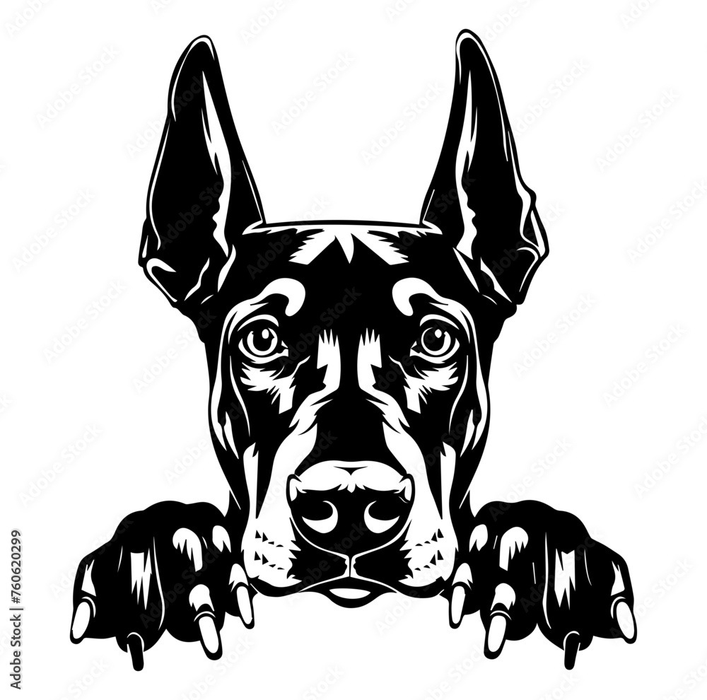 doberman dog face peeking over front paws vector illustration