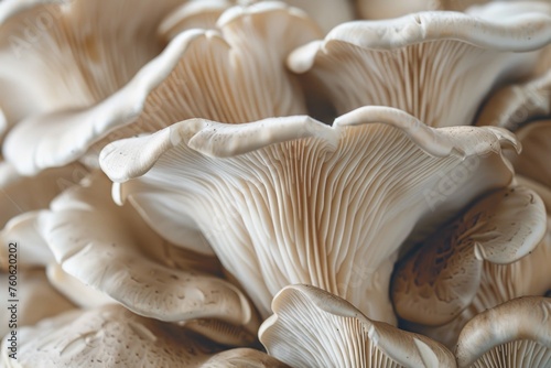 Close up of a bunch of mushrooms, great for nature and food-related projects