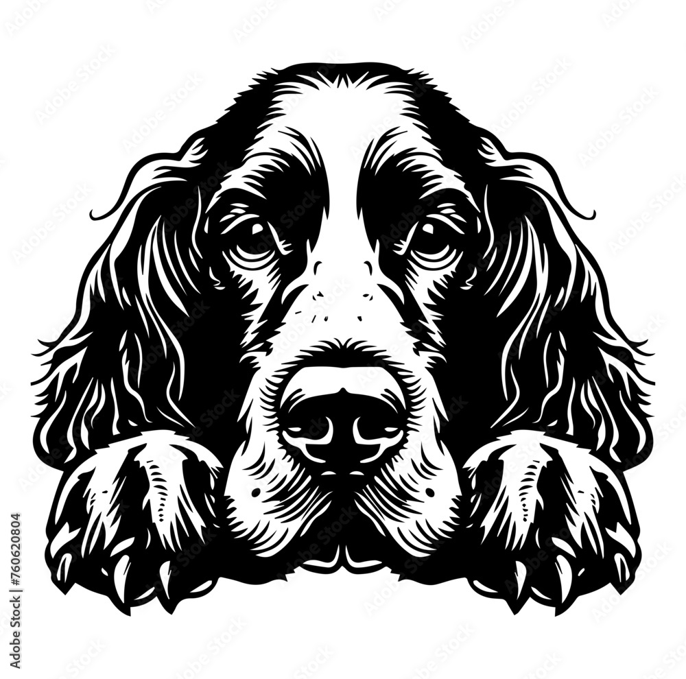 Fototapeta premium English Cocker Spaniel dog face peeking over front paws vector illustration